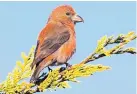  ?? PHOTO COURTESY OF MARY SCHMAUSS ?? The red crossbill may be easy to identify but is not easily found in New Mexico.