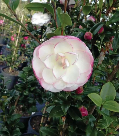  ?? PHOTOS: MIKE WELLS ?? HIGHLIGHT: First release in Queensland! Camellia sasanqua ‘Ballerina’, a gorgeous Slimline camellia from Paradise Plants. Get in early to make one yours!