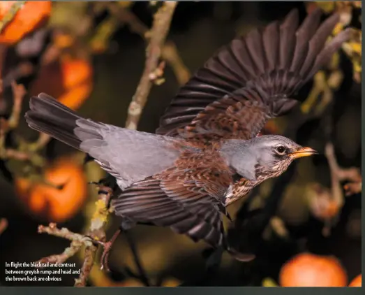  ??  ?? In flight the black tail and contrast between greyish rump and head and the brown back are obvious