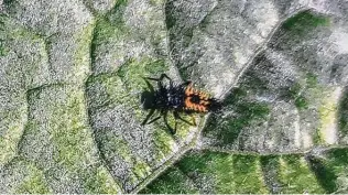  ?? Brandi Keller / Contributo­r ?? The alligator-looking lady beetle larvae roams around looking for aphid snacks.