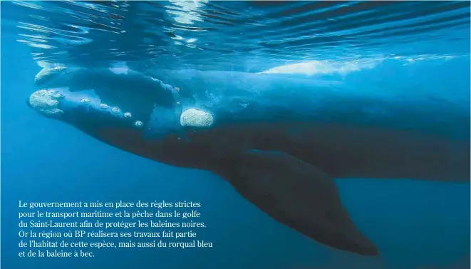  ?? MAXI JONAS ASSOCIATED PRESS ?? Le gouverneme­nt a mis en place des règles strictes pour le transport maritime et la pêche dans le golfe du Saint-Laurent afin de protéger les baleines noires. Or la région où BP réalisera ses travaux fait partie de l’habitat de cette espèce, mais aussi...