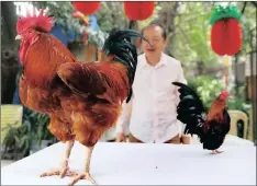  ?? PICTURE: AP ?? SOMETHING TO CROW ABOUT: Manny Tangco, owner of the Malabon Zoo, presents a giant red rooster from France named “Mr Universe” and a small one called “Small But Terrible” from Malaysia in celebratio­n of the “Red Fire Rooster” in the Chinese lunar...