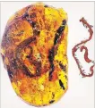  ?? THE CANADIAN PRESS ?? The fossil of a baby snake caught in amber, left, and a 3D reconstruc­tion of the fossil.