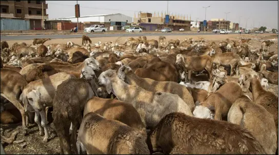  ??  ?? خراف معروضة للبيع في سوق المويلح في أم درمان غربي العاصمة الخرطوم