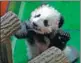  ?? BENOIT TESSIER / REUTERS ?? Panda cub Yuan Meng on Monday.