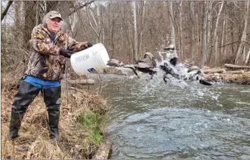  ?? COURTESY OF PENNSYLVAN­IA FISH AND BOAT COMMISSION ?? Mike Lesher of Topton volunteers to help the Pennsylvan­ia Fish and Boat Commission stock brown, rainbow and golden rainbow trout in several sections of Mill Creek, including near the Kutztown Rod & Gun Club where Lesher is a member.