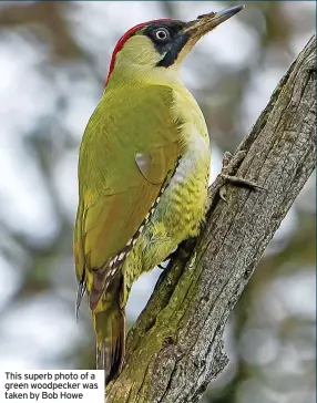  ?? ?? This superb photo of a green woodpecker was taken by Bob Howe