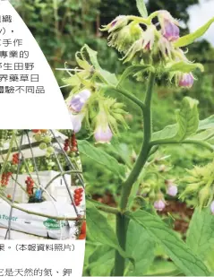  ??  ?? 康復草有助番茄開花結­果。(本報資料照片) 康復草。(作者提供) 天竺葵。(作者提供)