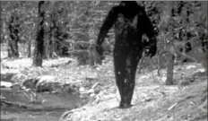  ?? Ivan Marx ?? A 1977 still photo made from a 16 mm film reportedly showing the legendary Bigfoot in the hills of Northern California.