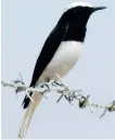  ?? ?? The Asiri magpie, which lives in the southwest hills of Saudi Arabia, is a member of the Corvidae family.