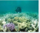  ??  ?? Bleaching in the reef is at a crisis point in many areas but there are parts that remain relatively untouched.