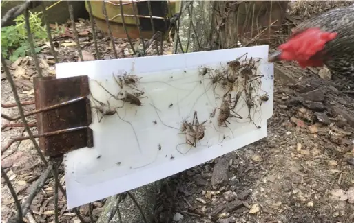  ??  ?? Basement crickets get some fresh air and last rites courtesy of a hen named Domenica.