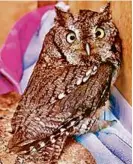  ?? KERRY REID ?? This Eastern Screech-Owl, found injured in Orleans Jan. 3, made a full recovery.