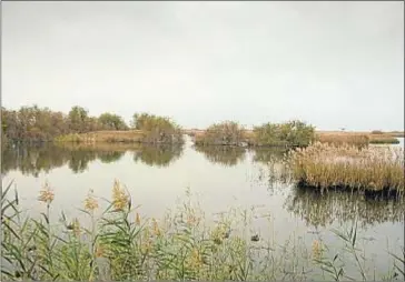  ?? SUSANA COBOS ?? Y ahora, vacía. La misma laguna de los Aiguamolls mostraba este aspecto desangelad­o el pasado mes de noviembre