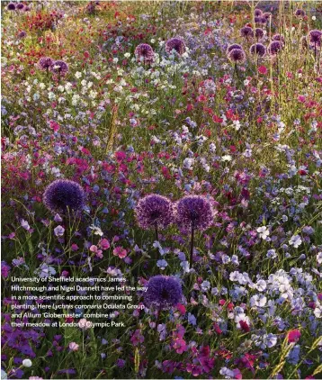  ??  ?? University of Sheffield academics James Hitchmough and Nigel Dunnett have led the way in a more scientific approach to combining planting. Here Lychnis coronaria Oculata Group and Allium ‘Globemaste­r’ combine in their meadow at London’s Olympic Park.