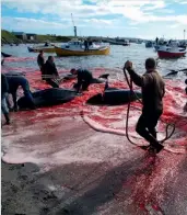  ?? ?? Above: Tórshavn, Faroe Islands. Long-finned pilot whales are the usual targets in the hunt.