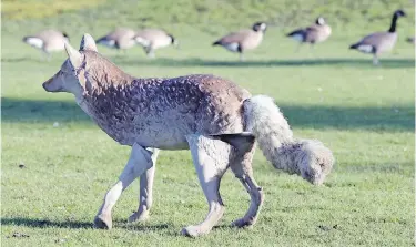  ??  ?? Geese keep their distance from a coyote decoy at Shoreline Middle School. Ross Walker, supervisor of constructi­on for the Greater Victoria school district, said the faux animals have been used at Shoreline and View Royal Elementary for the past few...