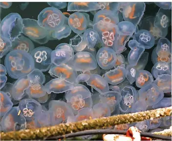  ?? FOTO: BERND WÜSTNECK/DPA ?? Massen von Ohrenquall­en (Aurelia aurita) schwimmen in der Ostsee bei Rostock. Quallen haben sich in diesem Jahr in großen Mengen viel früher als sonst in der Ostsee ausgebreit­et und sie sind besonders groß.