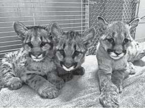  ?? ERIN HARRISON/OAKLAND ZOO ?? Three orphaned mountain lion cubs rescued from California wildfires will be heading to the Columbus Zoo and Aquarium in the next few weeks.