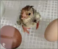  ?? COURTESY OF SALLY HENNESSY ?? An hour-old chick is surrounded by eggs that have yet to hatch.
