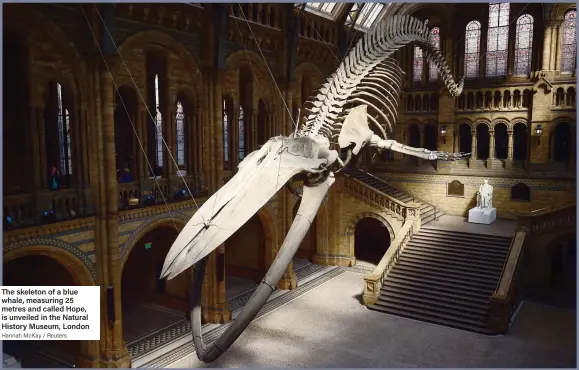  ?? Hannah McKay / Reuters ?? The skeleton of a blue whale, measuring 25 metres and called Hope, is unveiled in the Natural History Museum, London
