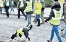  ??  ?? Quand l’expression « Tel maître, tel chien » prend tout son sens… L’animal de compagnie, très présent dans ce défilé, arborait lui aussi le gilet jaune…