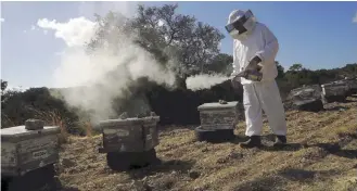  ??  ?? Greek-Cypriot beekeeper Soteris Antoniou uses smoke to subdue bees at some hives in a field outside the village of Mandres in the Turkish-occupied part of Cyprus.