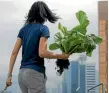  ??  ?? Michelle Hong, one of the founders of Hong Kong’s Rooftop Republic startup, picks Chinese mustard on the roof of the Bank of America tower.