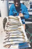  ??  ?? Ross McCubbin put his charter into a great feed of decent size whiting in the Broadwater.