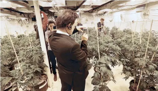  ??  ?? “EN MÉXICO hay sitios como éste, pero custodiado­s por gente armada”, afirmó el legislador mexicano René Fujiwara Montelongo en una visita a un dispensari­o de marihuana en Colorado..