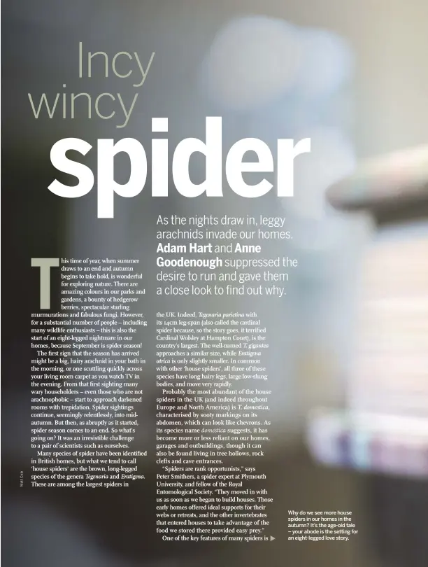  ??  ?? Why do we see more house spiders in our homes in the autumn? It’s the age-old tale – your abode is the setting for an eight-legged love story.