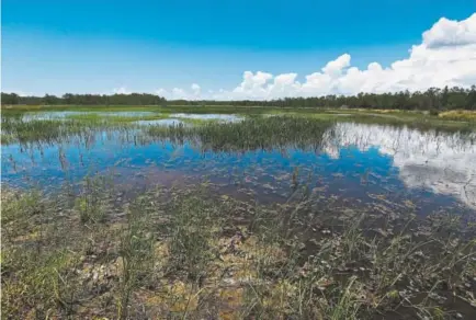  ?? Photos by Brynn Anderson, The Associated Press ?? The owners of Panther Island Mitigation Bank, near Naples, Fla., preserved one of the nation’s last stands of virgin bald Cyprus, a place where wood storks, otters and other native flora and fauna have returned since they removed invasive plants.