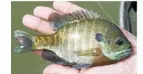  ??  ?? Bluegills are an all-American classic, bristling with attitude.