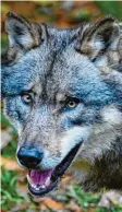  ?? Foto: Swen Pförtner, dpa ?? Die meisten Wölfe in Deutschlan­d leben im Norden und Osten unseres Landes.
