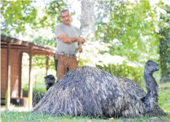  ?? FOTOS: ALEXANDER KAYA ?? Das tut gut! Ein Emu lässt sich von Tierpflege­r Valentin Brunner mit Wasser aus dem Gartenschl­auch abduschen.