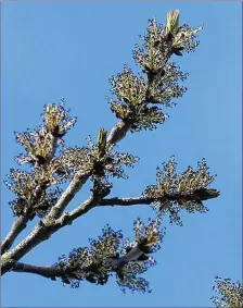  ??  ?? Ash trees flower before their leaves open.