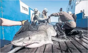  ?? ROBERT SNOW/OCEARCH ?? The great white shark who won the hearts of people in Nova Scotia last year is back in the area.