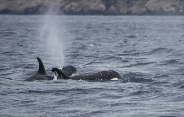  ??  ?? Orcas rondan las aguas de la isla de Fernandina. / Orcas off the coast of Fernandina Island.