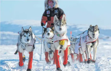  ?? FOTOS: SEBASTIAN SCHNÜLLE/PRIVAT/DPA ?? Iditarod hat den Ruf als das härteste Schlittenh­underennen der Welt. Zum 50. Mal jährt sich nun der Wettbewerb in Alaska.
