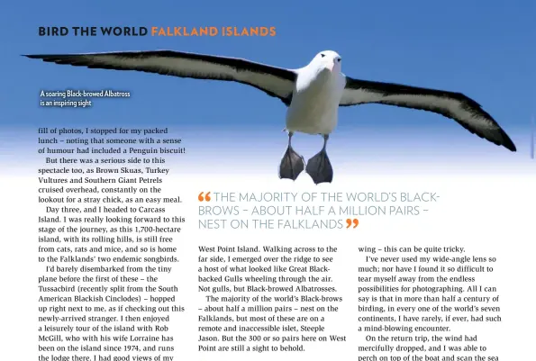  ??  ?? A soaring Black-browed Albatross is an inspiring sight