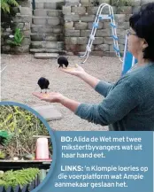  ??  ?? BO: Alida de Wet met twee mikstertby­vangers wat uit haar hand eet.