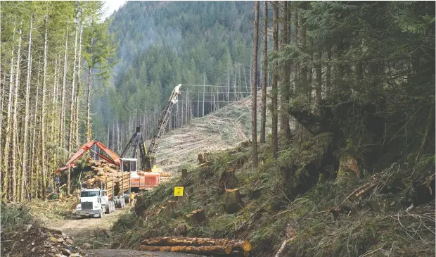  ?? JAMES MACDONALD / BLOOMBERG ?? Local First Nations leadership are not on board with those demonstrat­ing at old-growth logging blockades on Vancouver Island called the new War in the Woods. In a letter they expressed that "unsolicite­d involvemen­t or interferen­ce by others in our Territory" is not welcome.