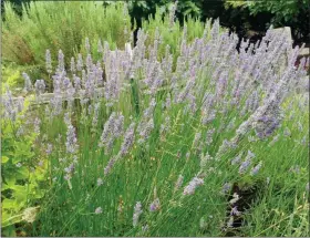  ?? DEAN FOSDICK — THE ASSOCIATED PRESS ?? A lavender shrub, photograph­ed in a yard near Langley, Wash., last month.