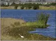  ?? CHRIS O’MEARA — THE ASSOCIATED PRESS FILE ?? An egret looks for food along Valhalla Pond in Riverview, Fla.