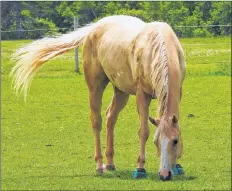  ?? SPECIAL TO THE GUARDIAN BY AMBER SIMPSON ?? As in other species, there is increasing resistance in horses to some antimicrob­ials that are commonly used to treat illnesses.