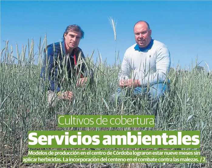  ?? (LA VOZ) ?? Experienci­as. Ernesto Tavarone y Marcelo Scelso probaron al centeno en sus campos y aseguran que es un excelente aliado para combatir las malezas de invierno.