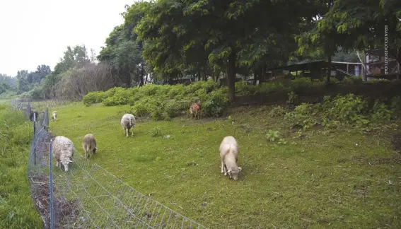  ??  ?? Goats can be used to clear invasive plants and scrub from overgrown pasture.