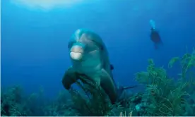  ?? Photograph: Cultura Creative RF/Alamy ?? A bottlenose dolphin rubbing its belly on coral. The animals are prone to skin conditions, such as yeast, bacterial and viral pox infections, which seem to be exacerbate­d by climate change.