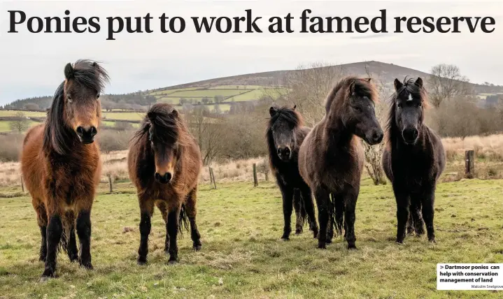  ?? Malcolm Snelgrove ?? > Dartmoor ponies can help with conservati­on management of land