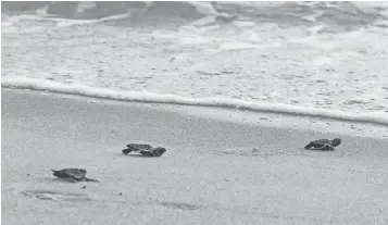  ?? OLIVIA RANEY, MOTE MARINE LABORATORY ?? Green sea turtle hatchlings head for water after a stint at Mote’s Rehabilita­tion Hospital.